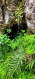 Plants: image 68 Of 208 Thumb